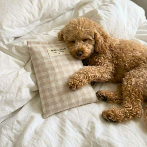 perro con saco térmico de semillas